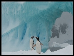 Antarktyka, Pingwiny, Dwa, Aiceberg